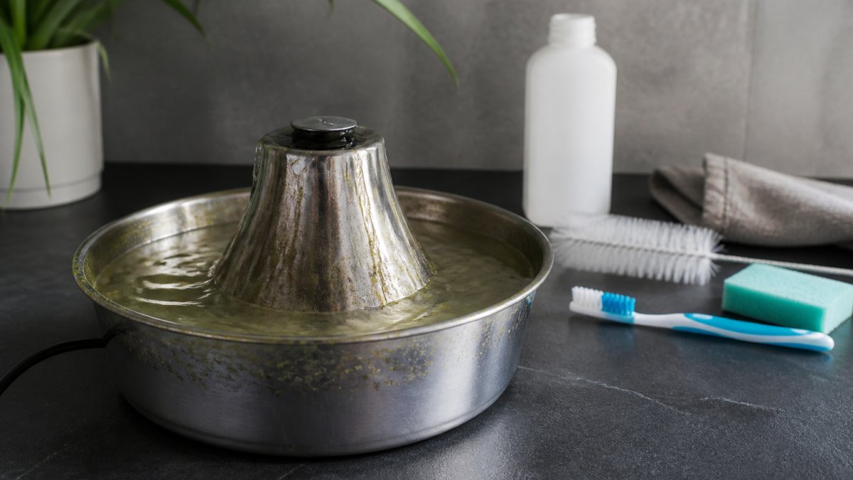 Why Pet Water Gets Slimy: Causes and Cleaning