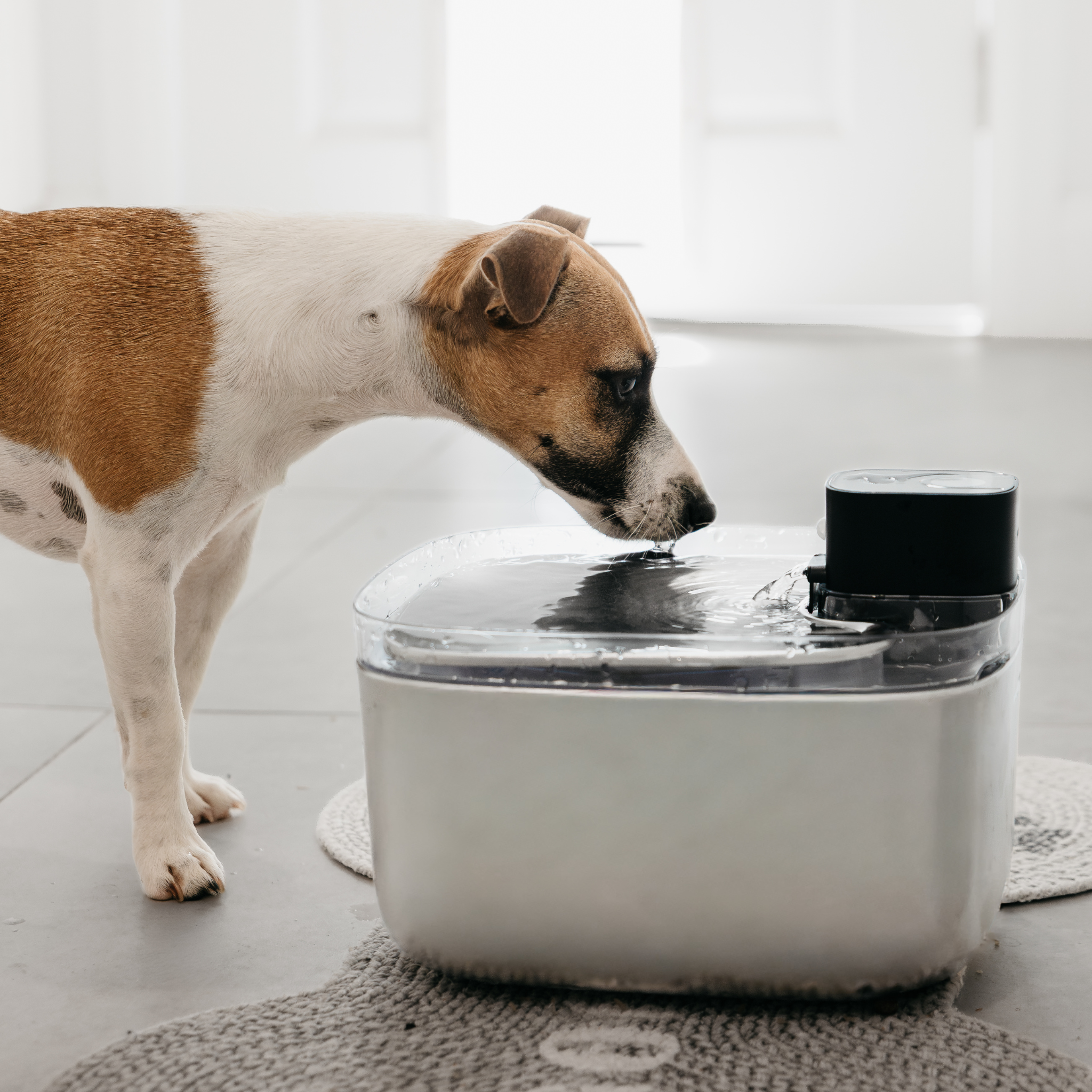 VitalFlow™ Pet Fountain